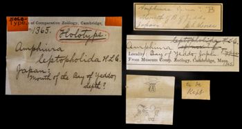 Media type: image;   Invertebrate Zoology OPH-1365 Description: A photo of labels found with specimen.;  Aspect: labels
